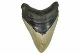 Serrated, Fossil Megalodon Tooth - North Carolina #245831-1